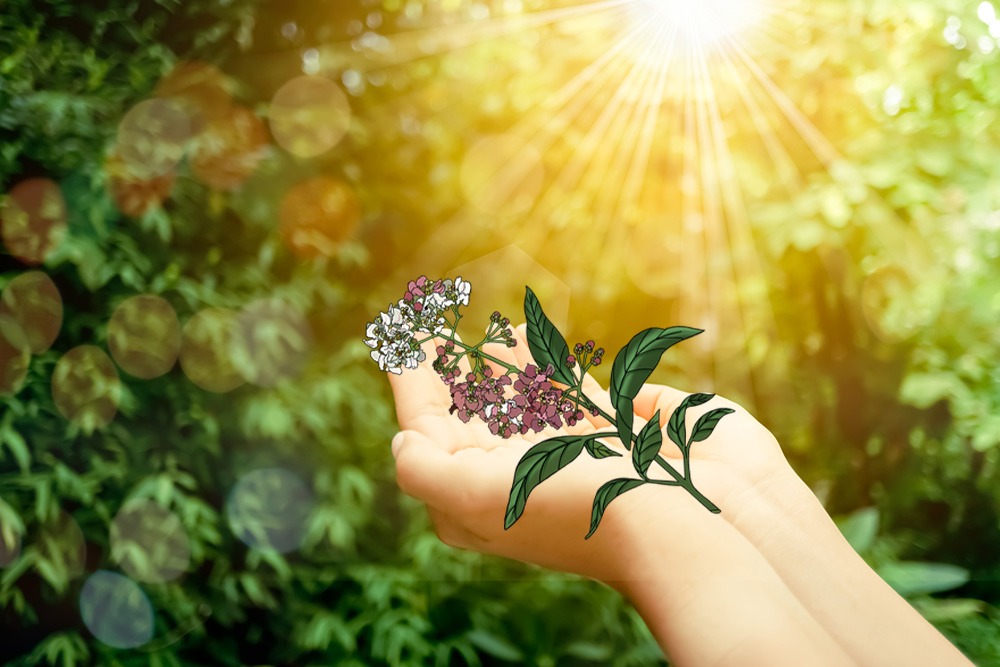 Entheogenic Plants - Decriminalize Nature